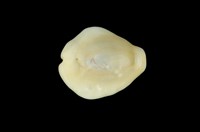 藏品(黃寶螺)的圖片